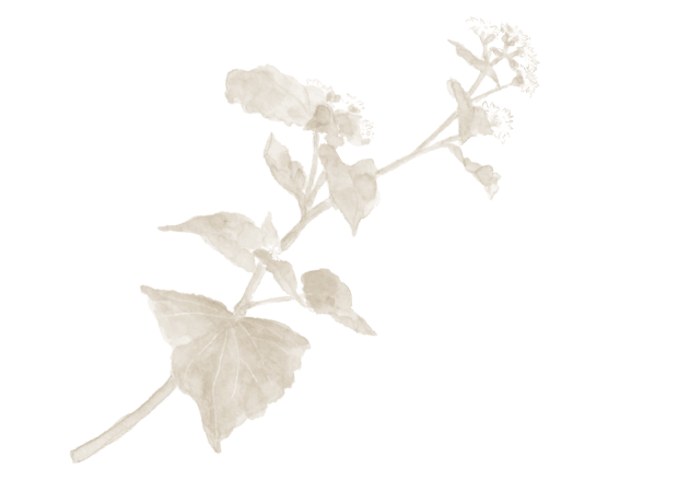 花イラスト